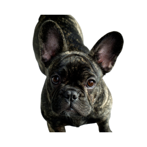 A Close Up Of A Dog – cat PNG with transparent background