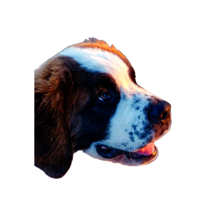 A Close Up Of A Dog On A Leash – cat PNG with transparent background