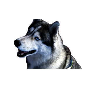 A Close Up Of A Dog On A Wooden Deck – cat PNG with transparent background