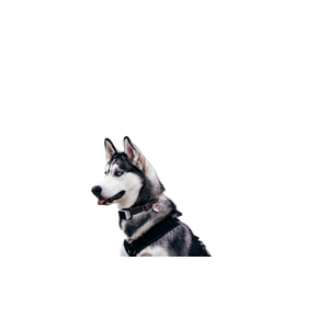 A Close Up Of A Dog With A Frisbee – cat PNG with transparent background