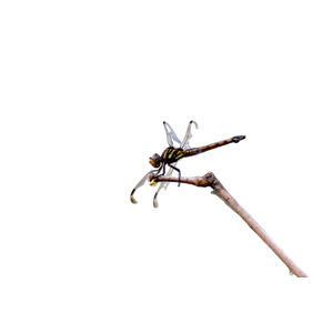 A Close Up Of A Dragonfly On A Twig – cat PNG with transparent background