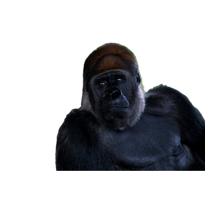 A Close Up Of A Gorilla Near A Tree – cat PNG with transparent background