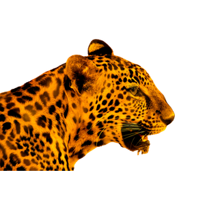 A Close Up Of A Leopard'S Face With A Blurry Background