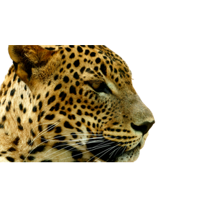 A Close Up Of A Leopard'S Face With A Blurry Background