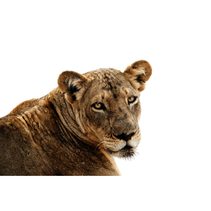 A Close Up Of A Lion