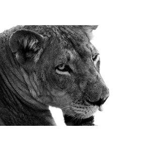 A Close Up Of A Lion – cat PNG with transparent background