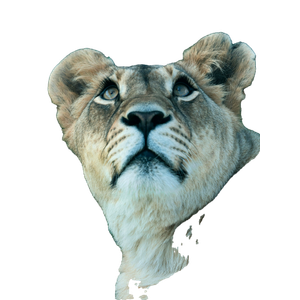 A Close Up Of A Lion Laying In The Grass – cat PNG with transparent background