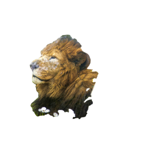 A Close Up Of A Lion Laying In The Grass – cat PNG with transparent background