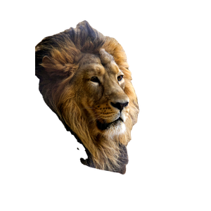 A Close Up Of A Lion Laying On A Ledge – cat PNG with transparent background