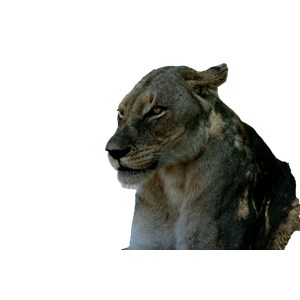 A Close Up Of A Lion Laying On The Ground