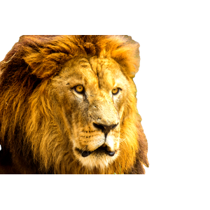 A Close Up Of A Lion Laying On The Ground