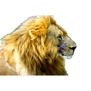 A Close Up Of A Lion Laying On The Ground