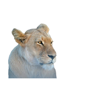 A Close Up Of A Lion Laying On The Ground – cat PNG with transparent background