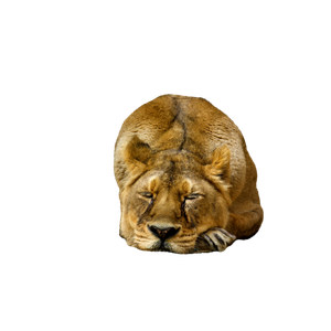 A Close Up Of A Lion Laying On The Ground – cat PNG with transparent background