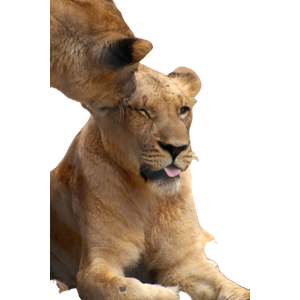 A Close Up Of A Lion Laying On The Ground – cat PNG with transparent background