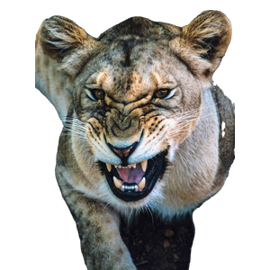 A Close Up Of A Lion Laying On The Ground – cat PNG with transparent background