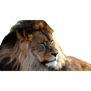 A Close Up Of A Lion Laying On The Ground – cat PNG with transparent background