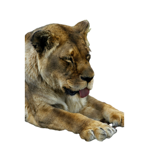 A Close Up Of A Lion Laying On The Ground – cat PNG with transparent background