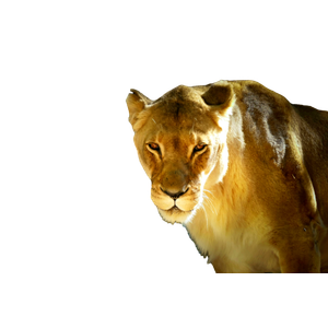 A Close Up Of A Lion On A Dark Background – cat PNG with transparent background