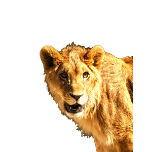 A Close Up Of A Lion On A Rocky Surface – cat PNG with transparent background