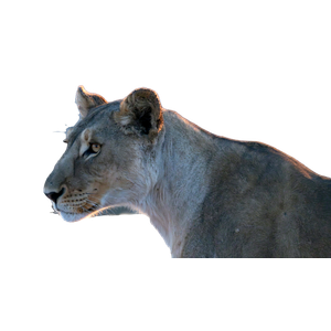 A Close Up Of A Lion On A Sunny Day – cat PNG with transparent background
