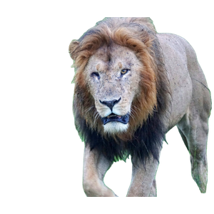 A Close Up Of A Lion Walking In A Field – cat PNG with transparent background