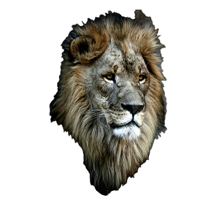 A Close Up Of A Lion With A Black Background – cat PNG with transparent background
