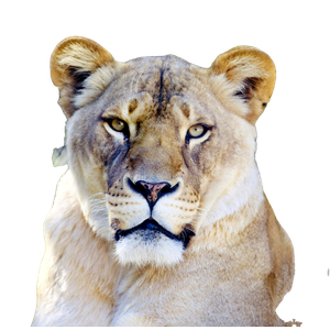 A Close Up Of A Lion With A Blurry Background – cat PNG with transparent background