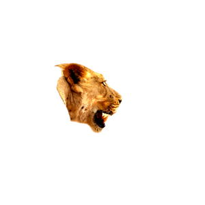 Related cat image: A Close Up Of A Lion With Its Mouth Open 21