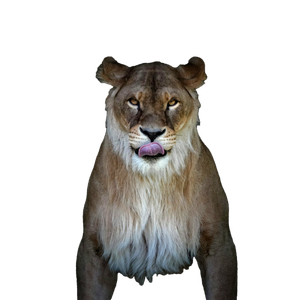 A Close Up Of A Lion With Its Tongue Out – cat PNG with transparent background