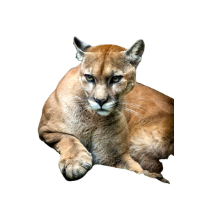 A Close Up Of A Mountain Lion Laying On A Rock
