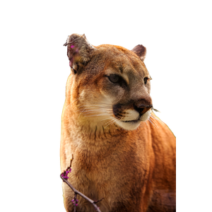 A Close Up Of A Mountain Lion Near A Tree