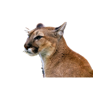 A Close Up Of A Mountain Lion Near A Tree