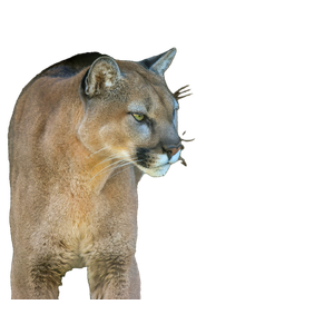 A Close Up Of A Mountain Lion On A Rock