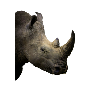 A Close Up Of A Rhino In A Field Of Grass – cat PNG with transparent background