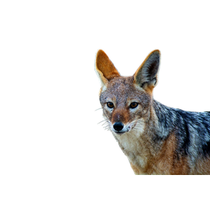 A Close Up Of A Small Animal With A Blurry Background – cat PNG with transparent background