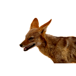 A Close Up Of A Small Animal With It'S Mouth Open – cat PNG with transparent background