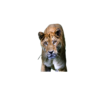 A Close Up Of A Tiger On A Field Of Grass – cat PNG with transparent background
