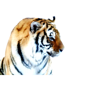 Related cat image: A Close Up Of A Tiger On A White Background