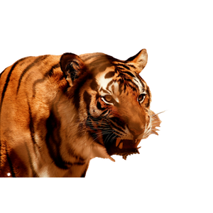 A Close Up Of A Tiger With Its Mouth Open – cat PNG with transparent background