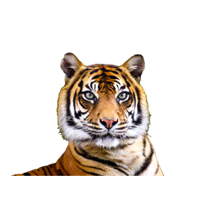 A Close Up Of A Tiger With Trees In The Background – cat PNG with transparent background