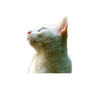 A Close Up Of A White Cat Looking Up - Cat PNG image with transparent background