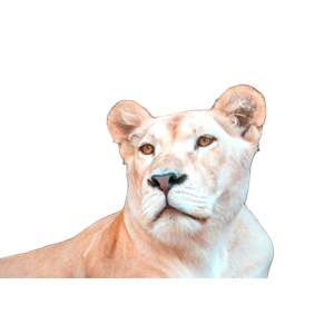 A Close Up Of A White Tiger In A Cage