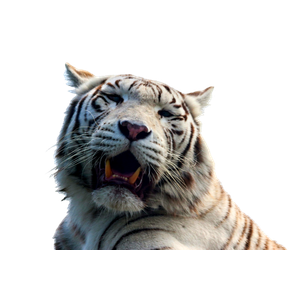 Related cat image: A Close Up Of A White Tiger With Its Mouth Open 1