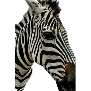 A Close Up Of A Zebra On A Dirt Ground – cat PNG with transparent background