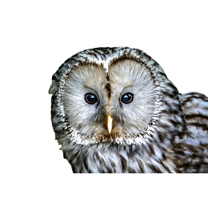 A Close Up Of An Owl'S Face With A Blurry Background