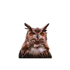 A Close Up Of An Owl Looking At The Camera