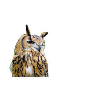 A Close Up Of An Owl On A Tree Branch