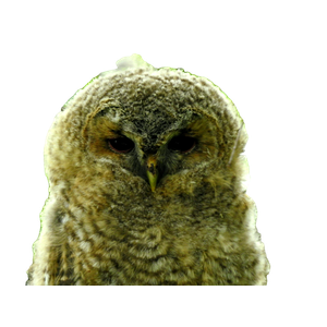 A Close Up Of An Owl On A Tree Branch