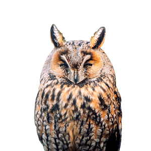 A Close Up Of An Owl Sitting On A Tree Branch